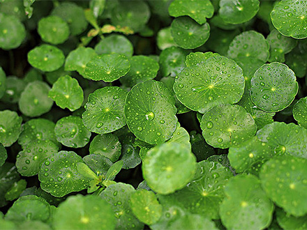 摩根娱乐登录网址金草