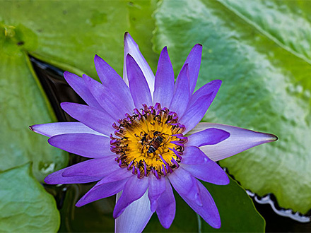 景观植物摩根娱乐app